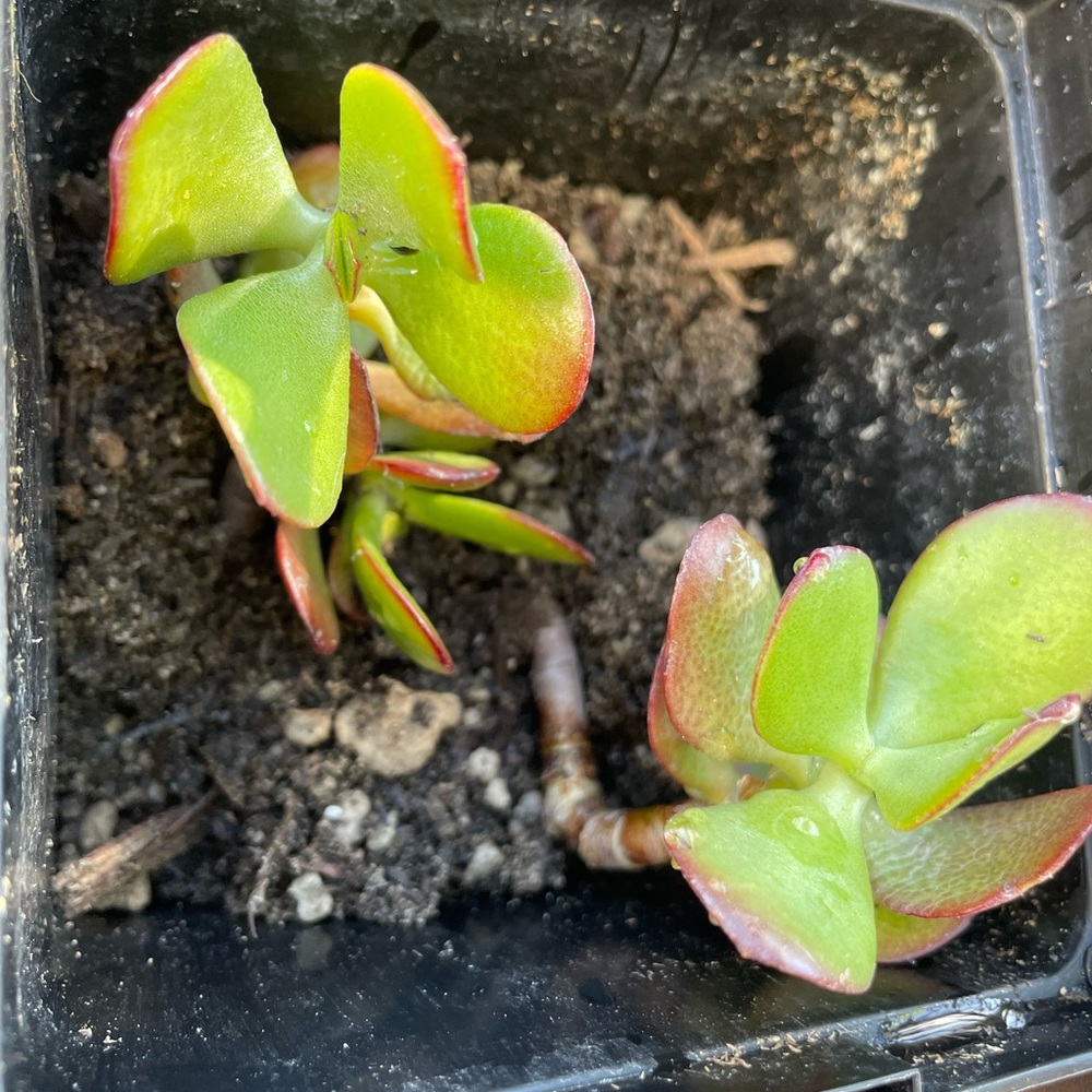 2 Rooted And Planted Jade Plants (in 1 container) - Picture 7 of 7